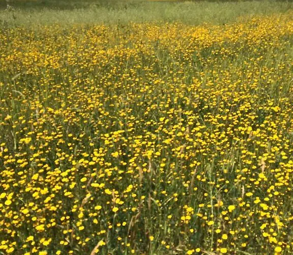 Tempio Di Apollo Ξενοδοχείο